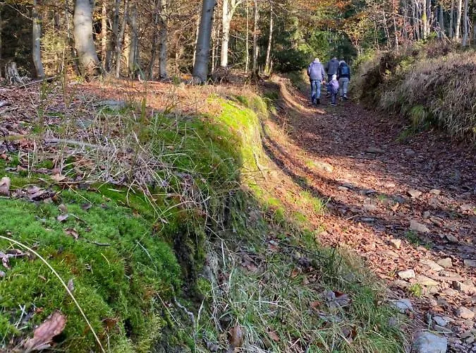 Jelen * Deštné v Orlických horách